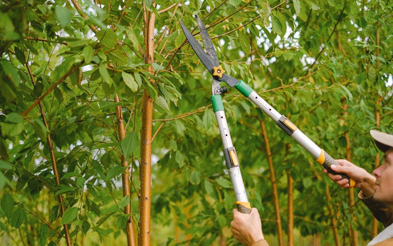 Tree trimming in Nocatee, FL
